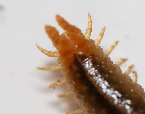 Henia vesuviana